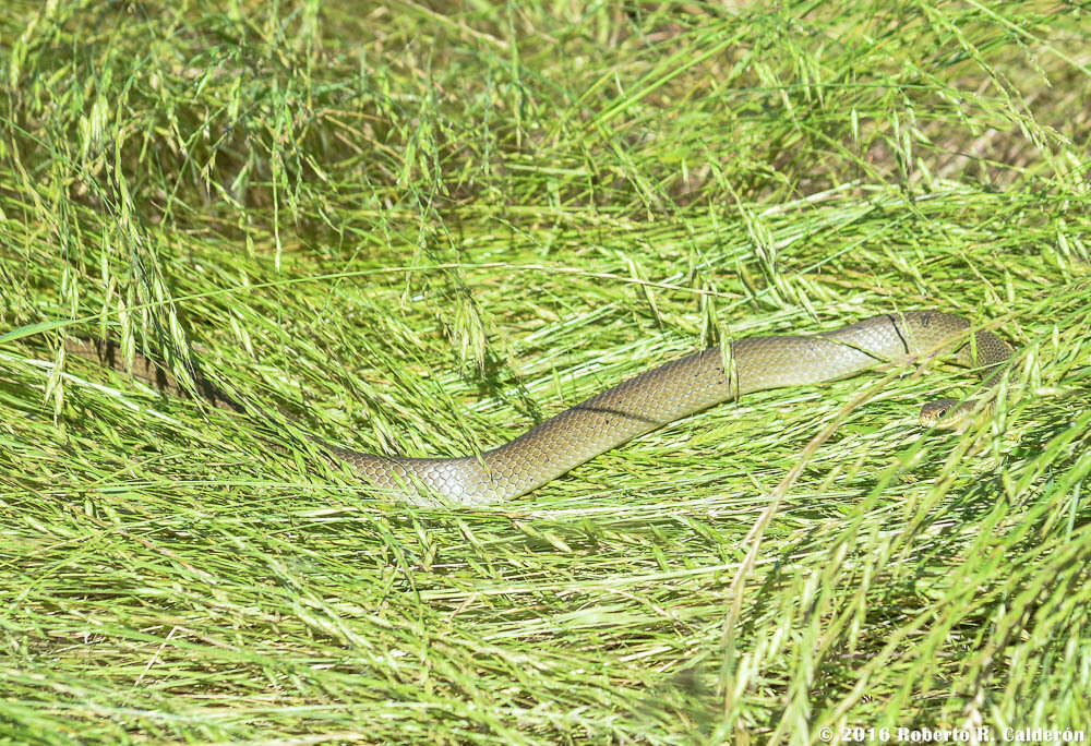 Image of Coluber constrictor flaviventris Say ex James 1823