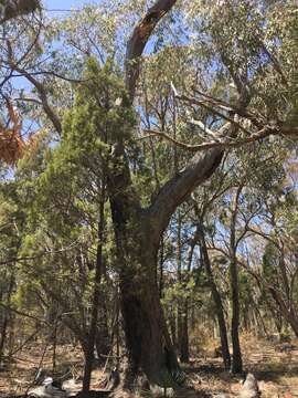 Image of New England blackbutt