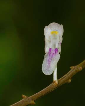 Image of Aerides ringens (Lindl.) C. E. C. Fisch.