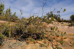 Image de Oedera epaleacea Beyers