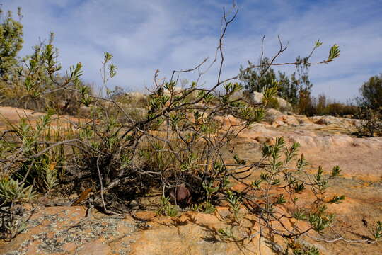 Image of Oedera epaleacea Beyers