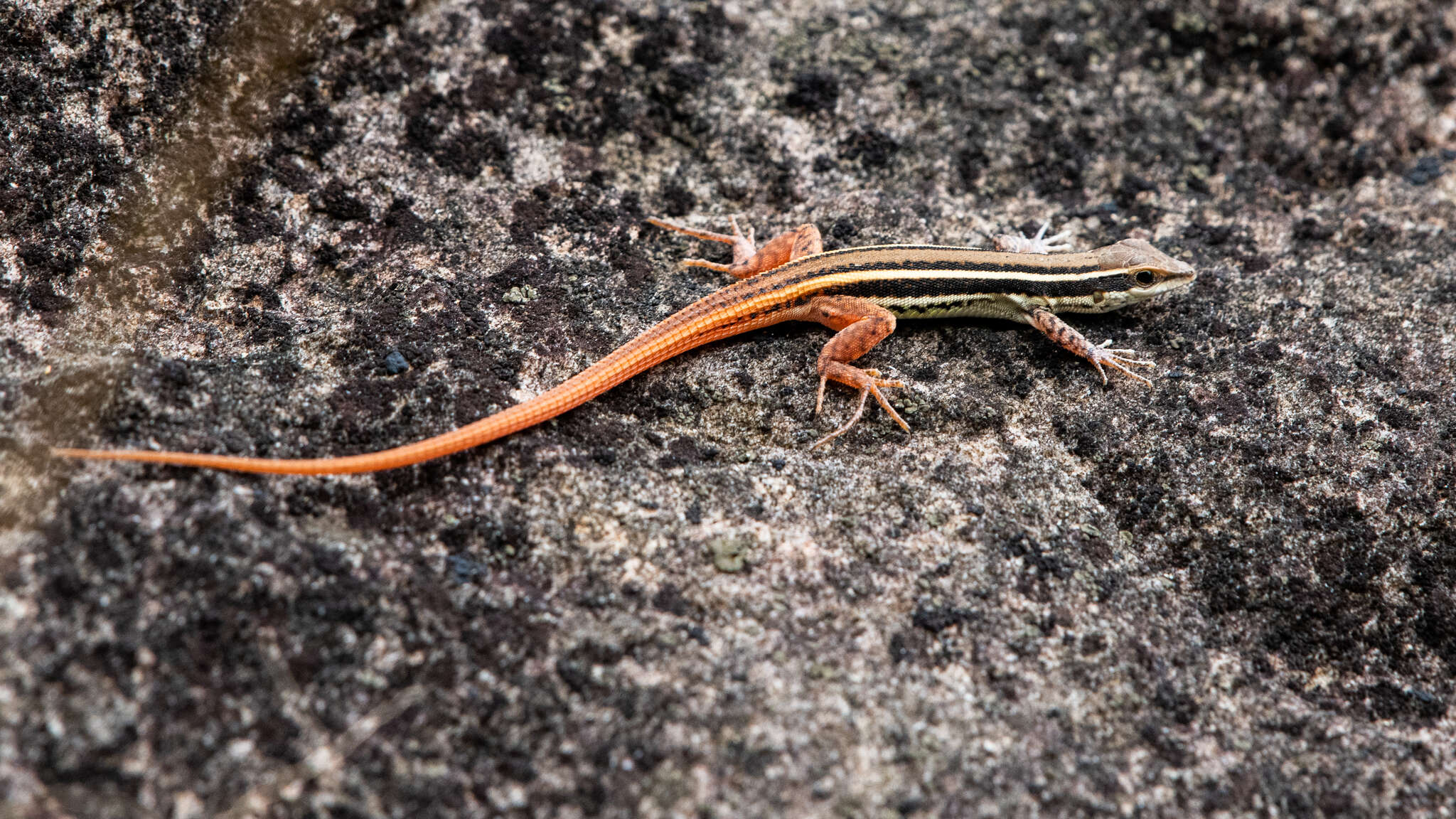 Image de Ophisops leschenaultii (Milne-edwards 1829)