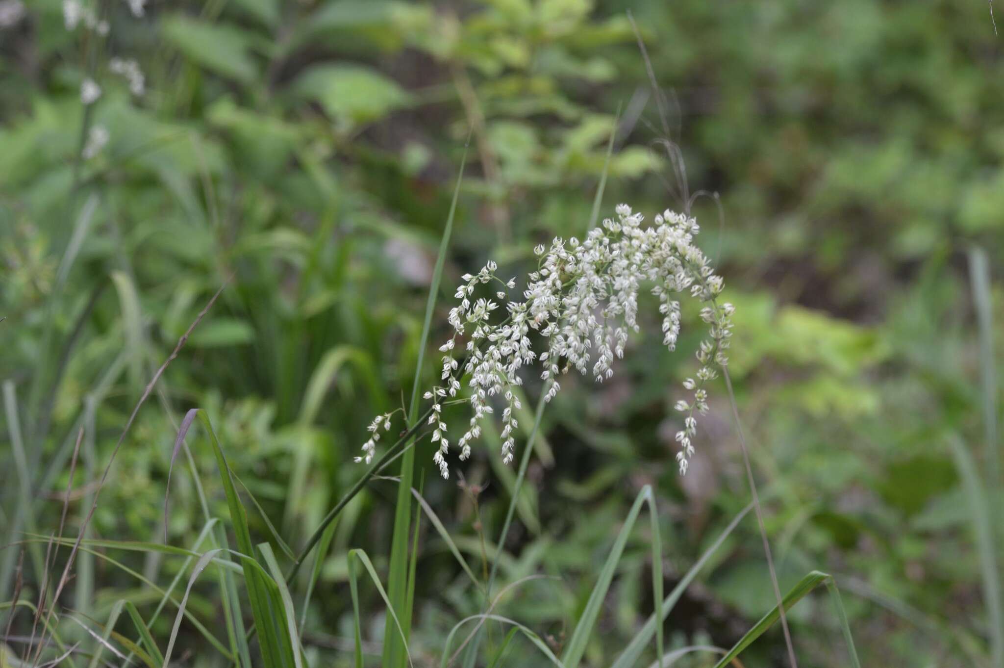 Image of Eastern Featherbells