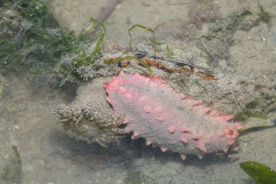 Image of Colochirus quadrangularis Troschel 1846