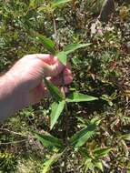 Image de Silphium asteriscus var. trifoliatum (L.) J. A. Clevinger