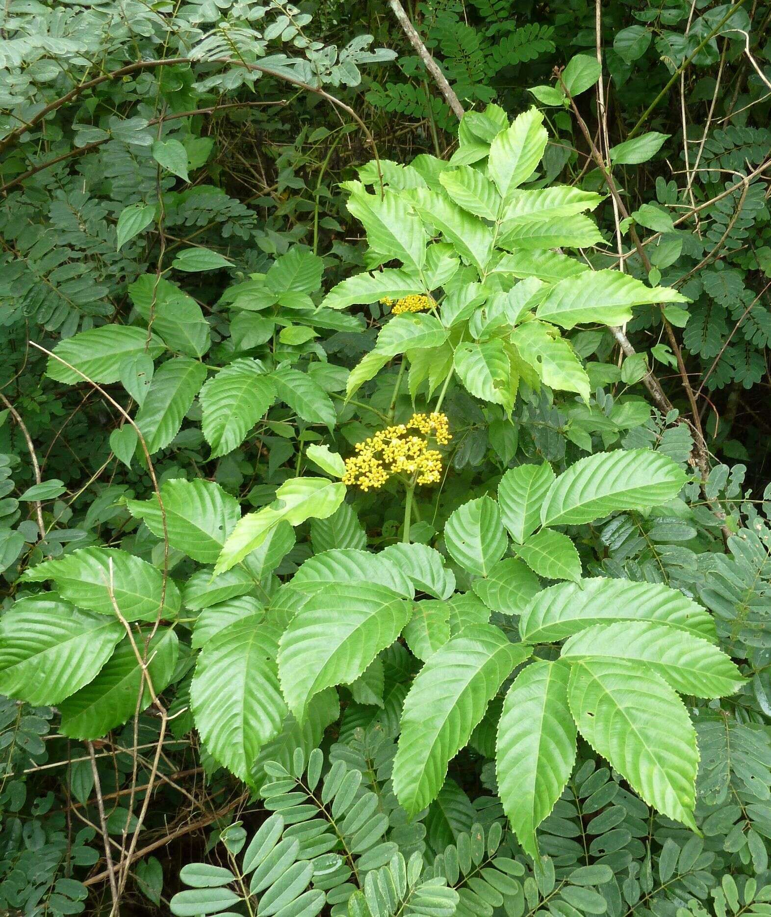 Leea guineensis G. Don resmi