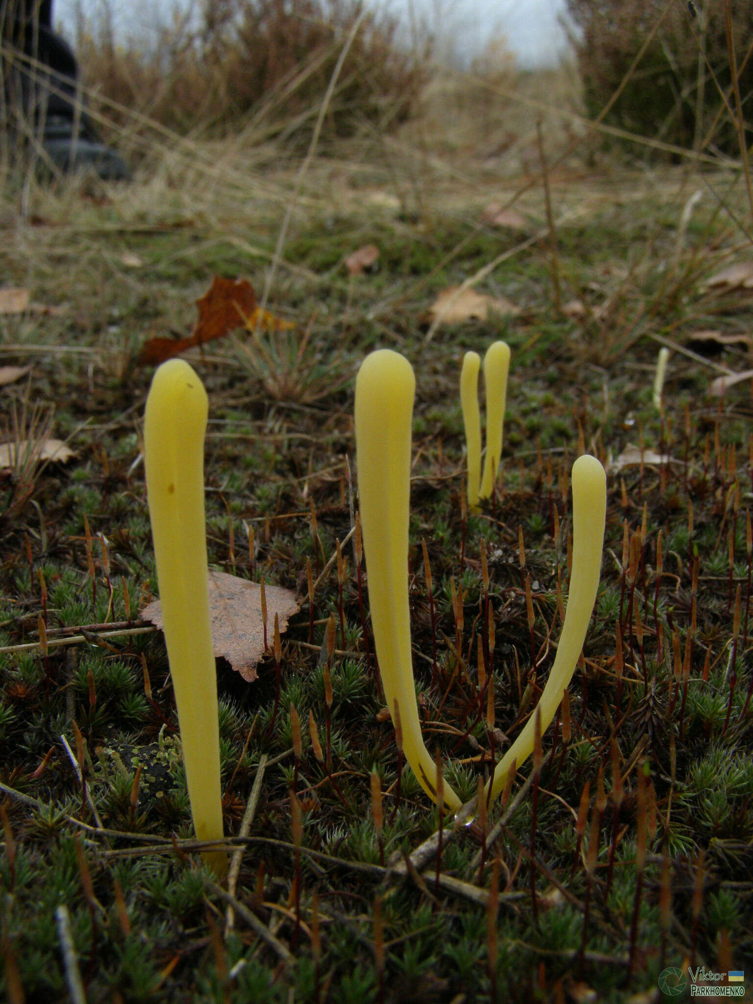 Clavaria argillacea Pers. 1797 resmi