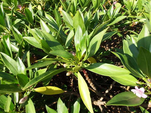 Sivun Bontia bontioides (A. Gray) L. V. Aver'yanov kuva