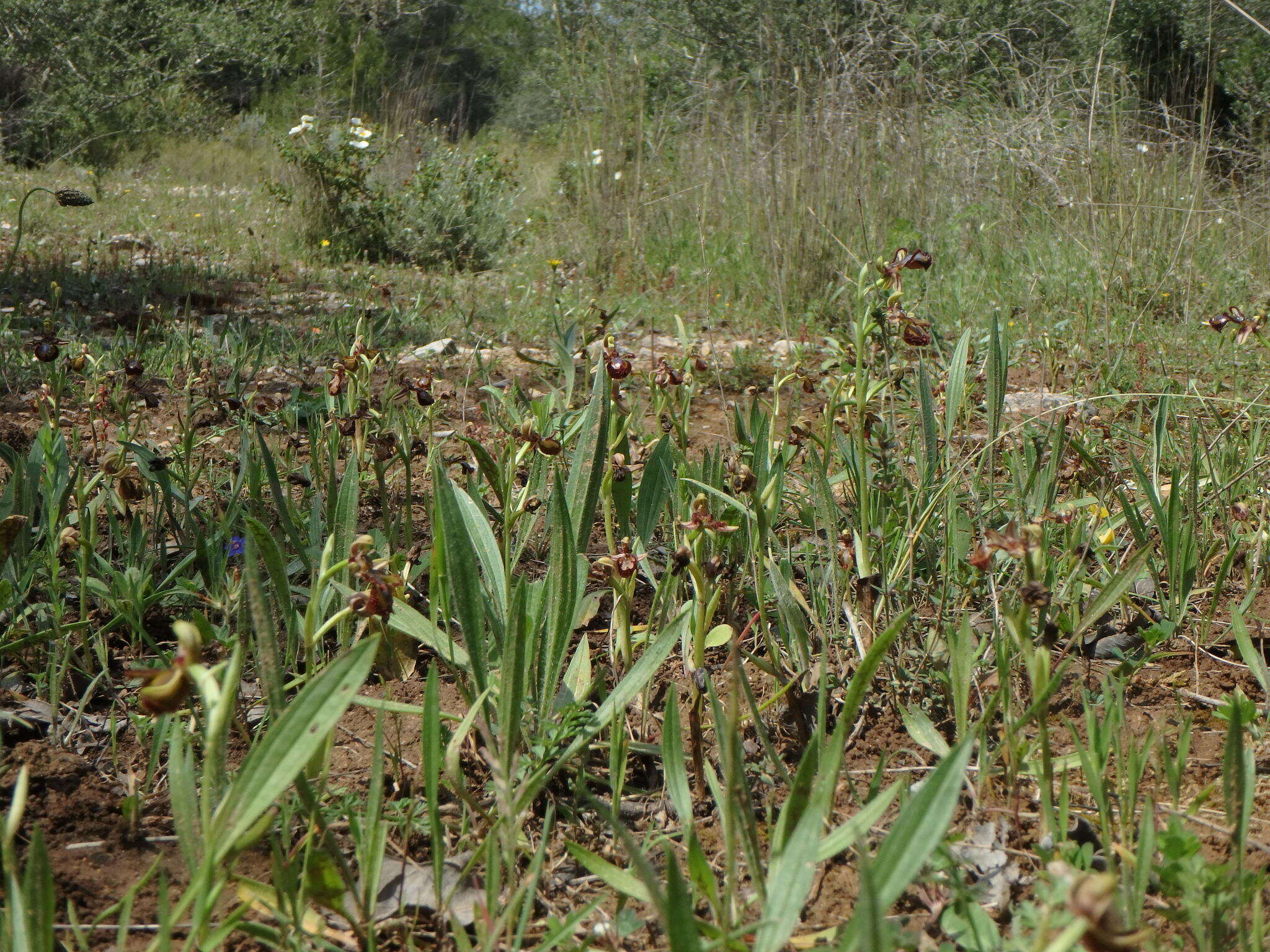 Image of Looking-glass Orchid