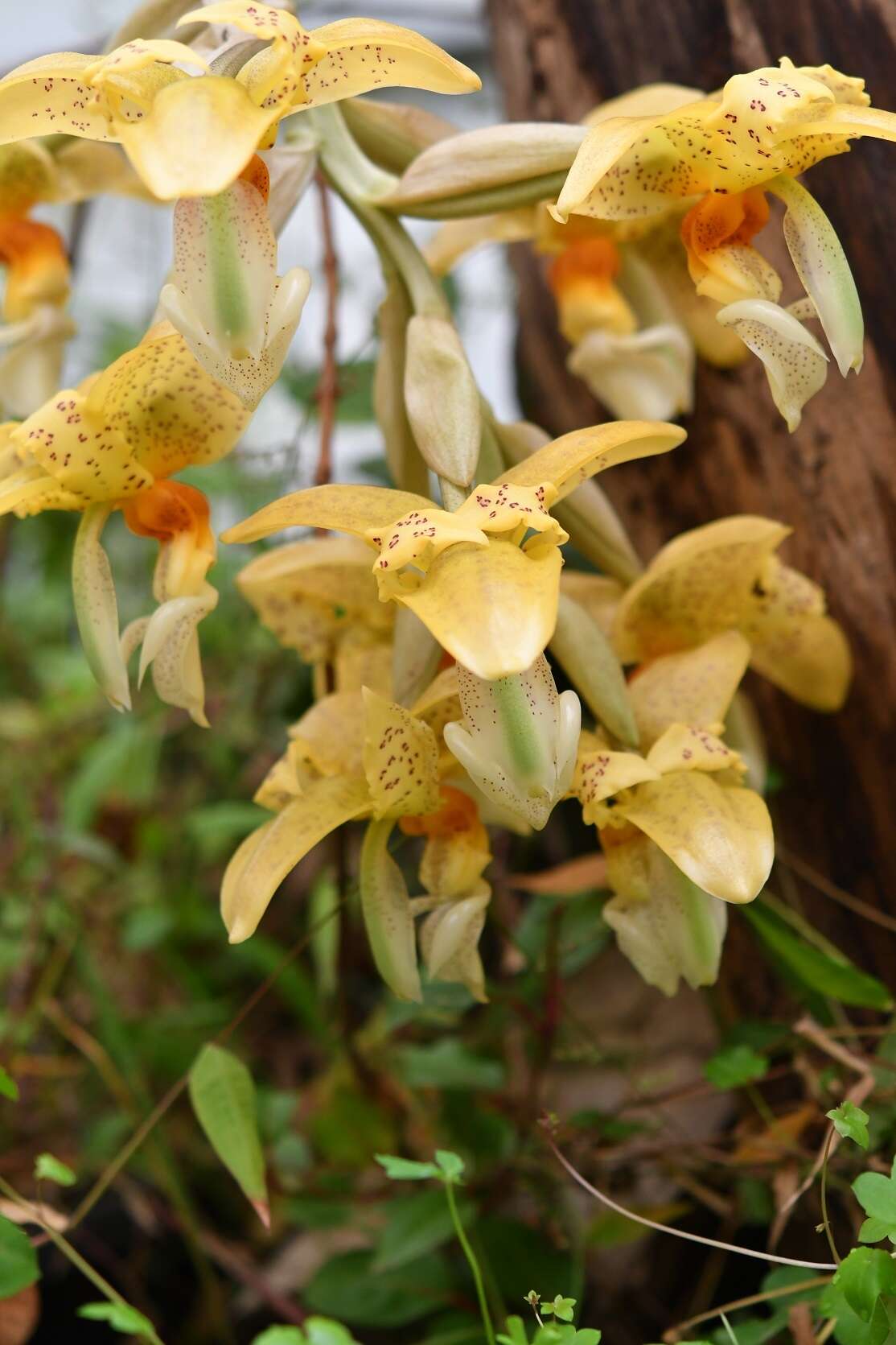 Image of Stanhopea graveolens Lindl.