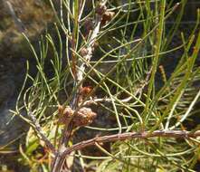 Image of Allocasuarina muelleriana (Miq.) L. A. S. Johnson