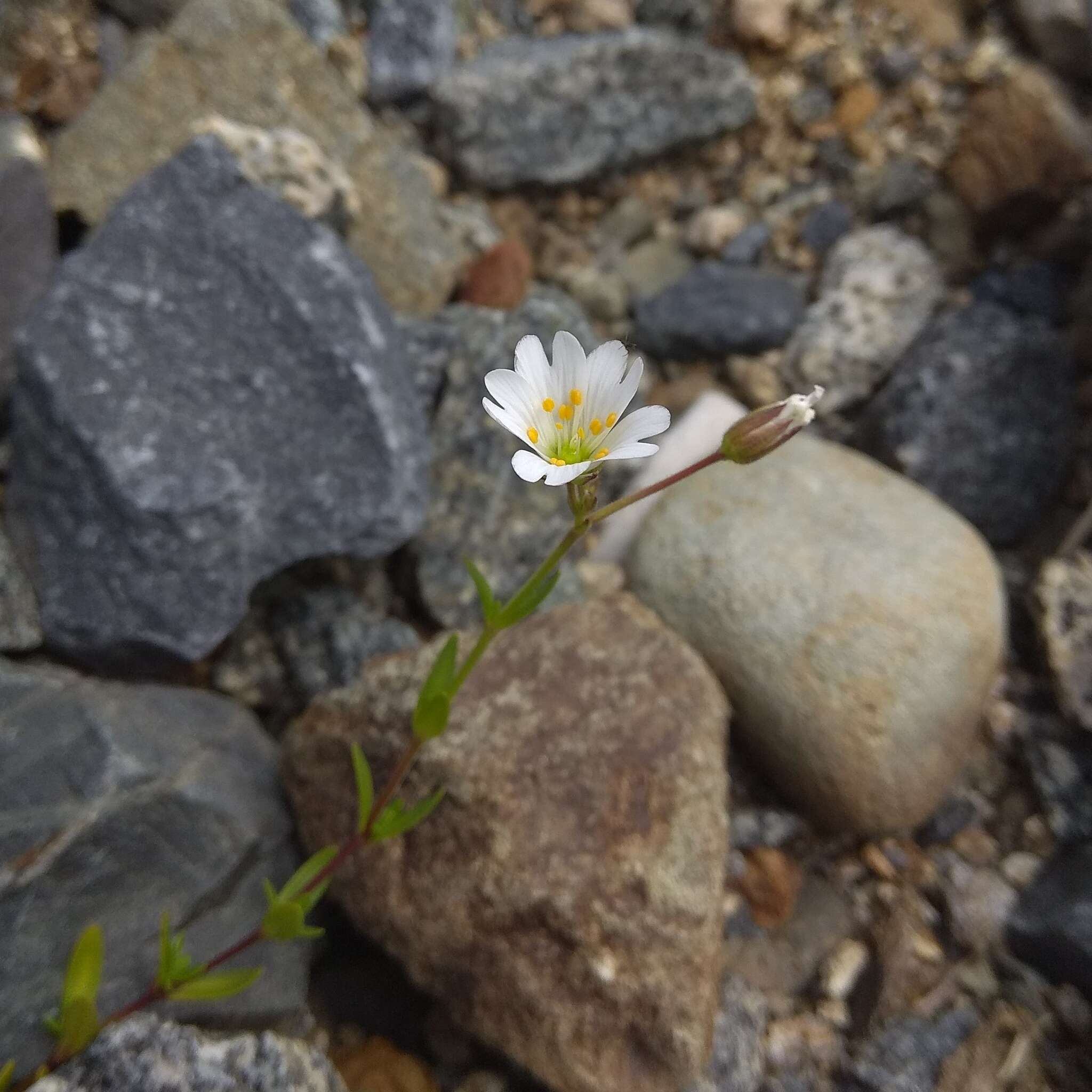 Plancia ëd Cerastium cerastoides (L.) Britton