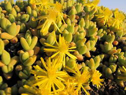 Imagem de Rhinephyllum luteum (L. Bol.) L. Bol.