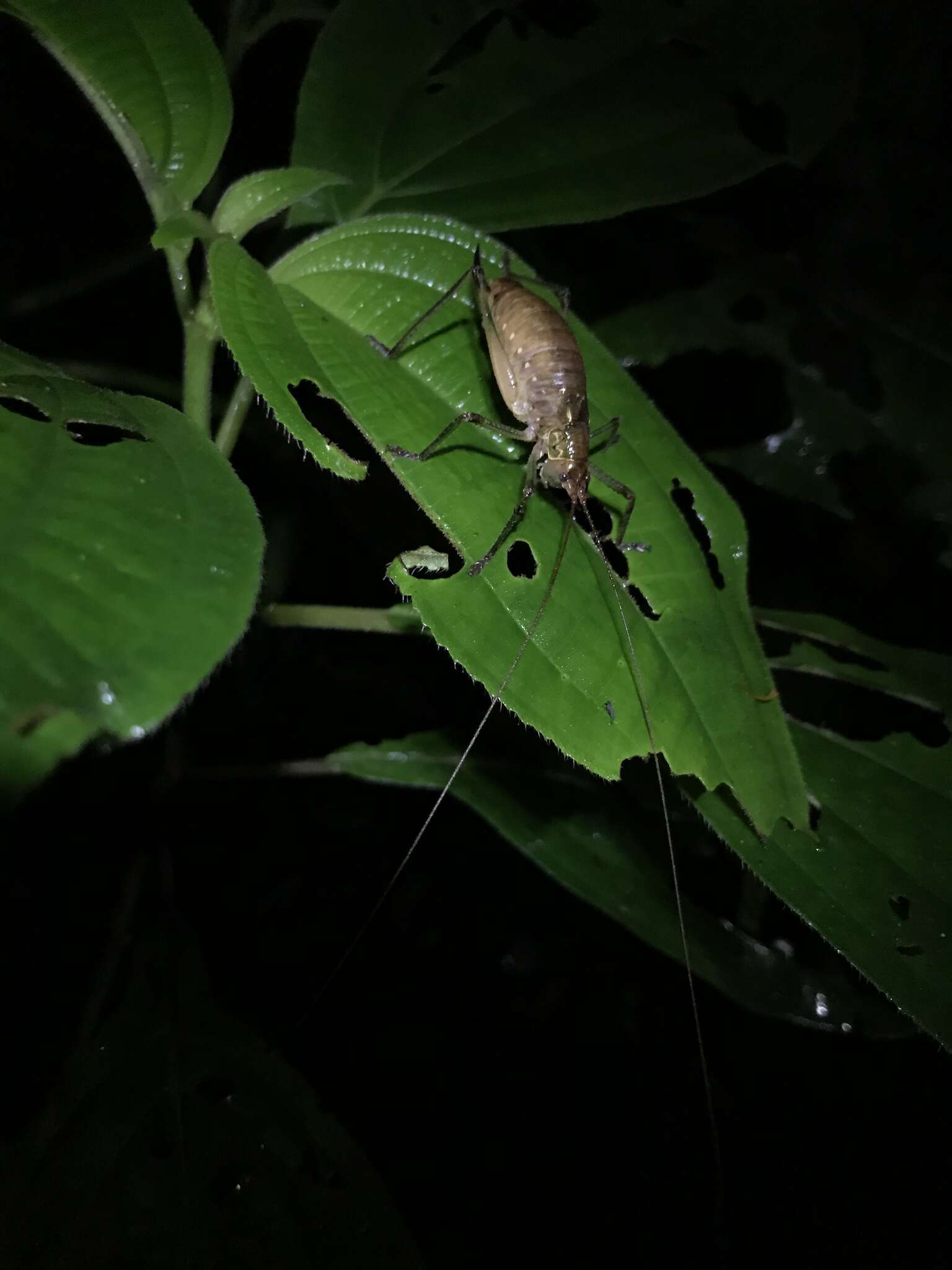 Image of Onychopygia brachyptera Cadena-Castañeda & Monzón-Sierra 2014