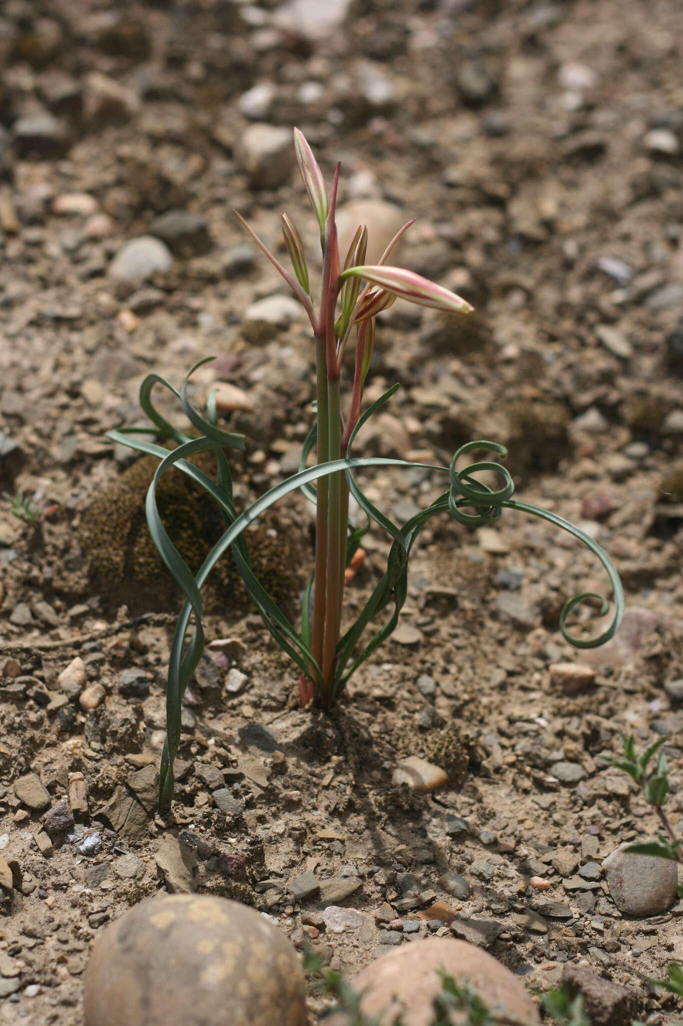 Image of Cyrtanthus helictus Lehm.