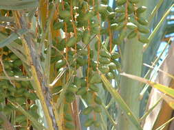 Image of date palm