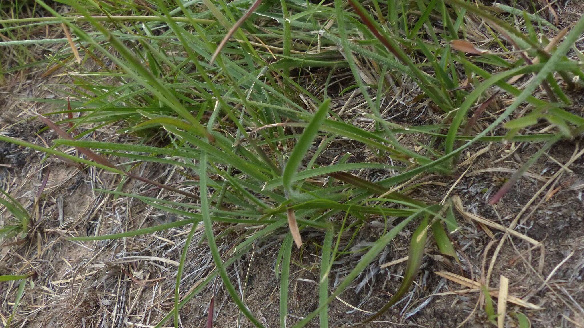 Harpochloa falx (L. fil.) Kuntze resmi