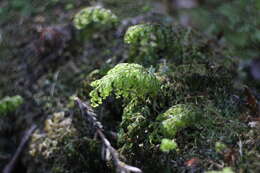 Image of Hymenophyllum paniculiflorum Presl