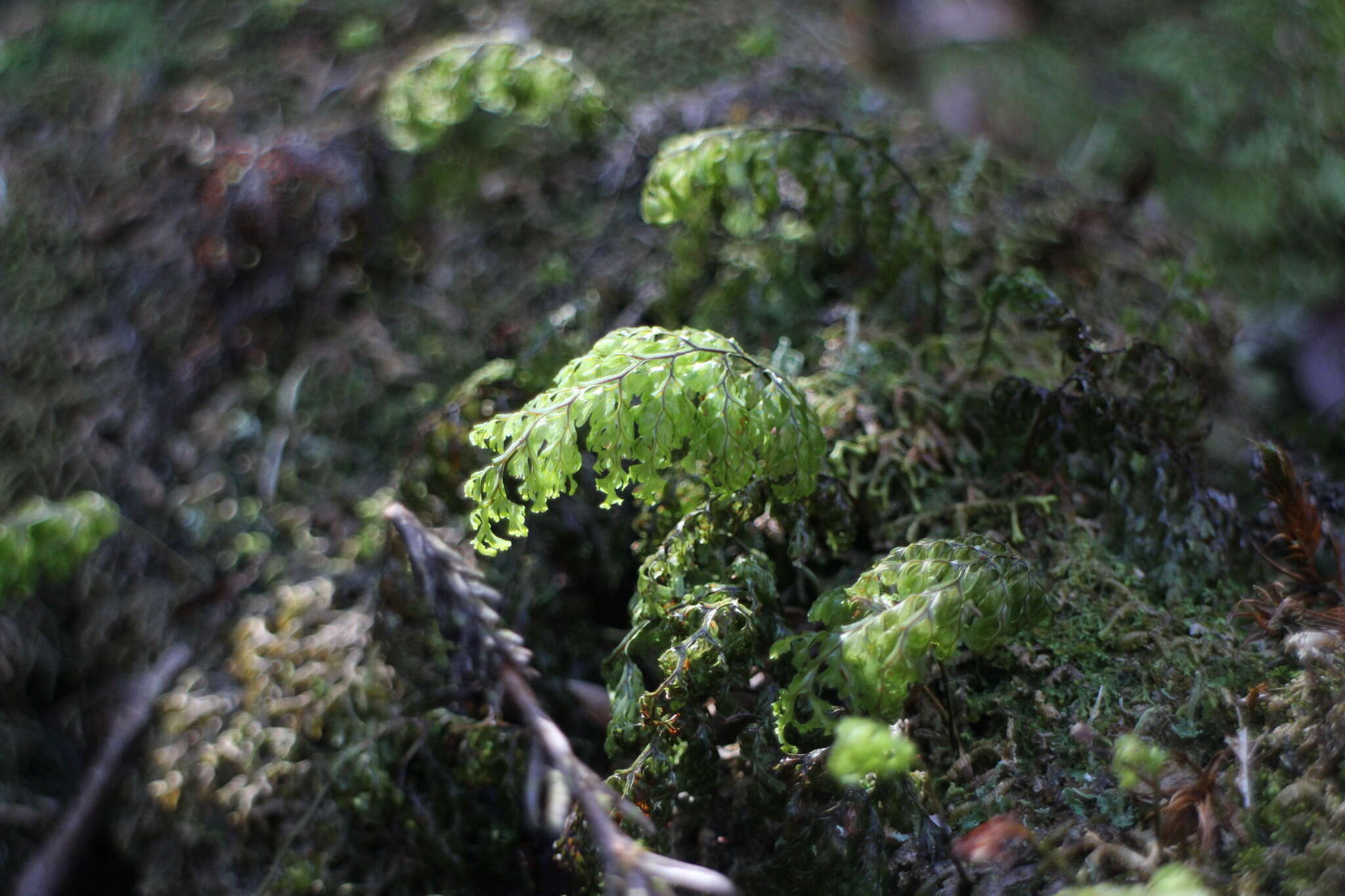 Image of Hymenophyllum paniculiflorum Presl