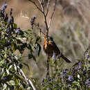 Image of Cochabamba Mountain Finch