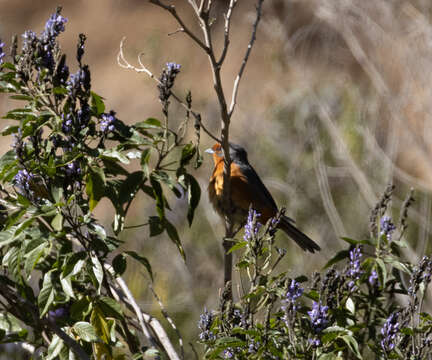 Image of Cochabamba Mountain Finch