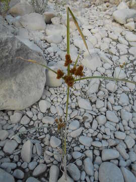Image of Cyperus glomeratus L.