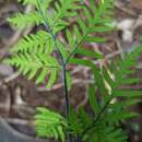 Image of Doryopteris pilosa (Poir.) Kuhn