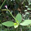 Image de Spigelia hamelioides Kunth & Bonpl.