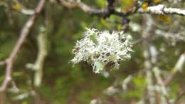 Image of shield lichen