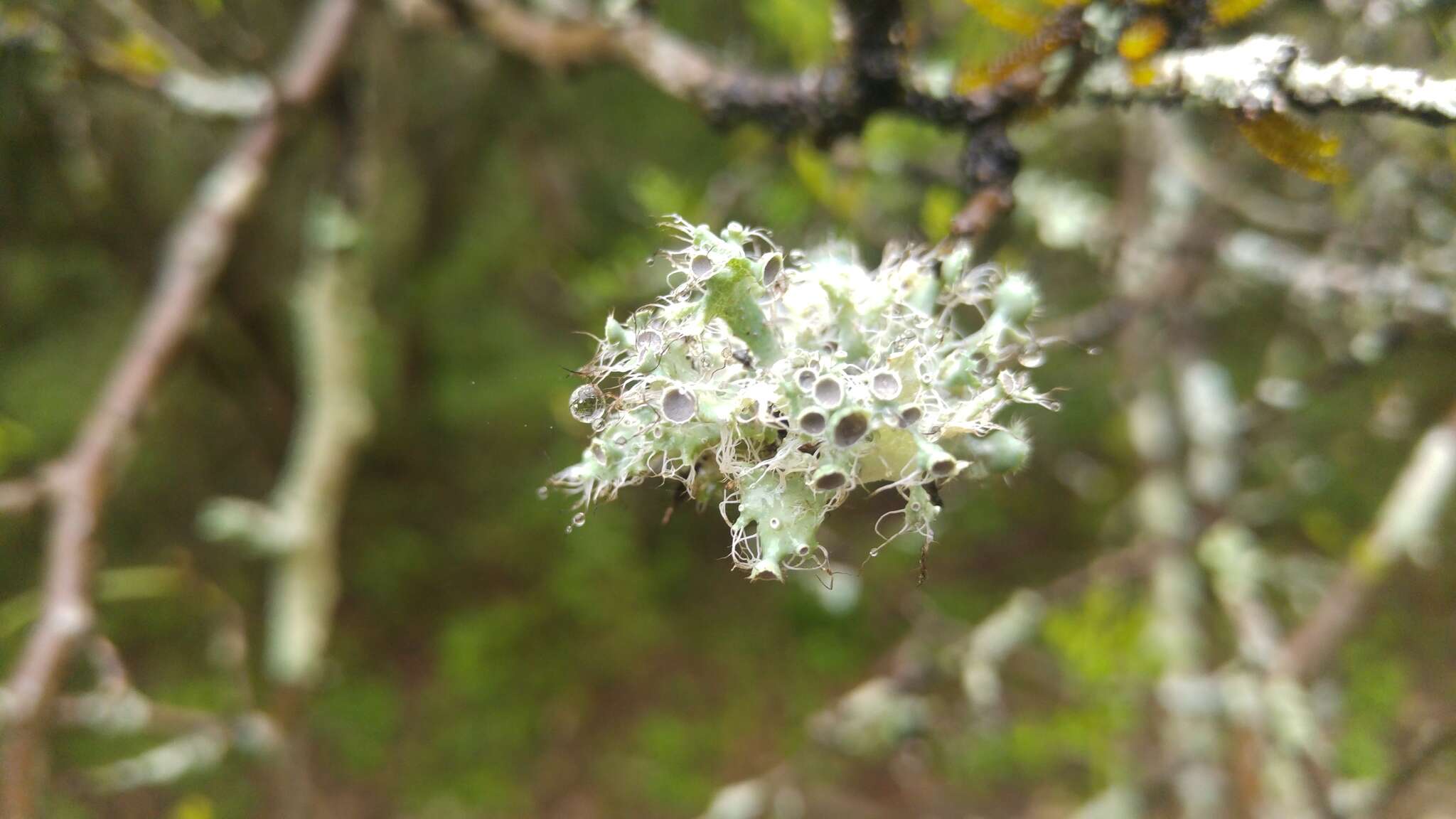 Image of shield lichen