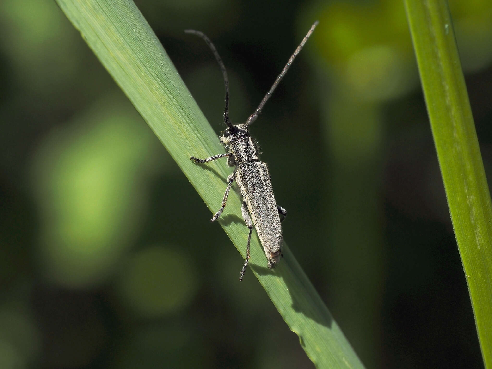 Слика од Phytoecia nigricornis (Fabricius 1782)