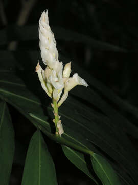 Image of Alpinia oxymitra K. Schum.