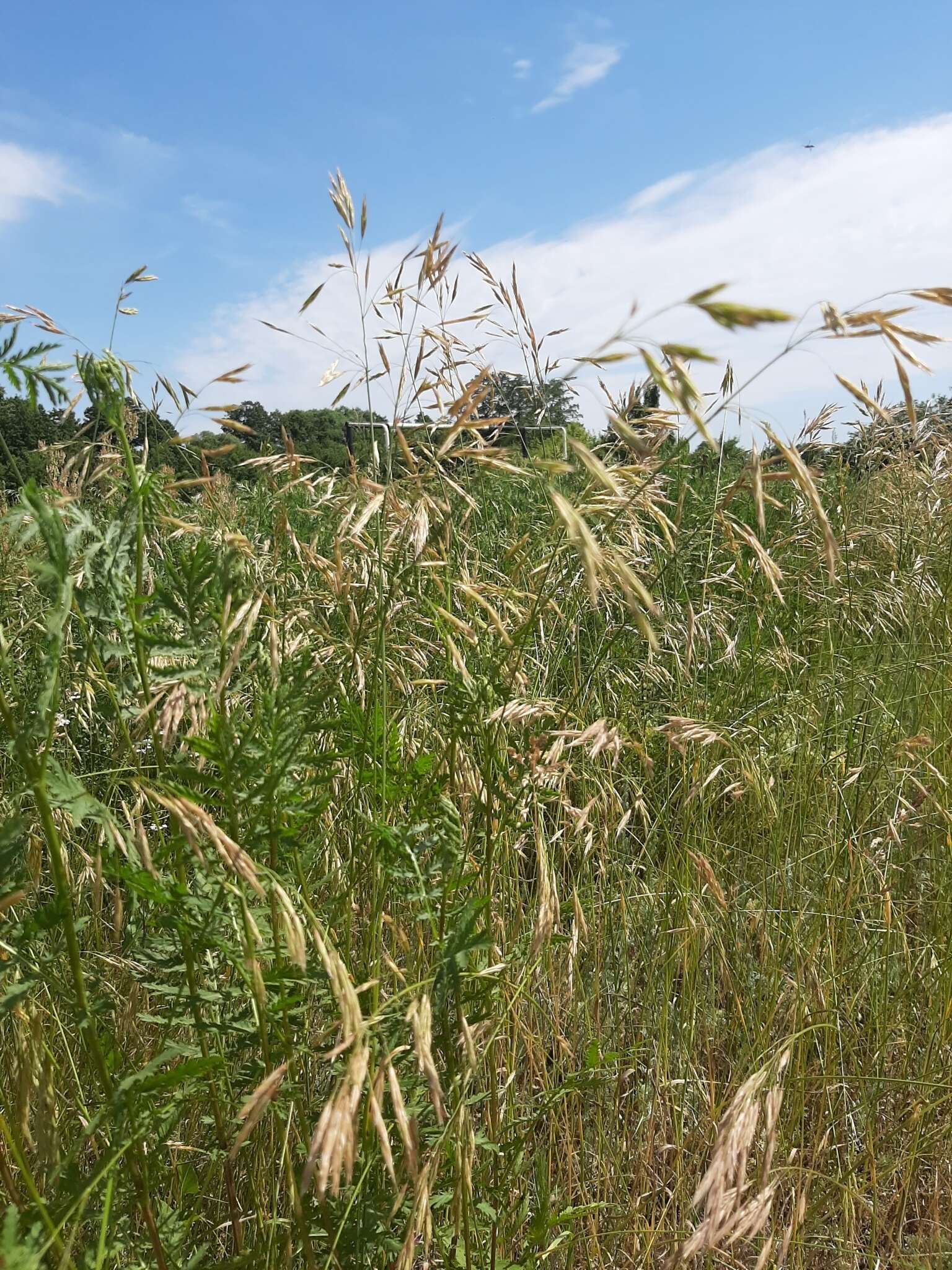 Imagem de Bromus riparius Rehmann