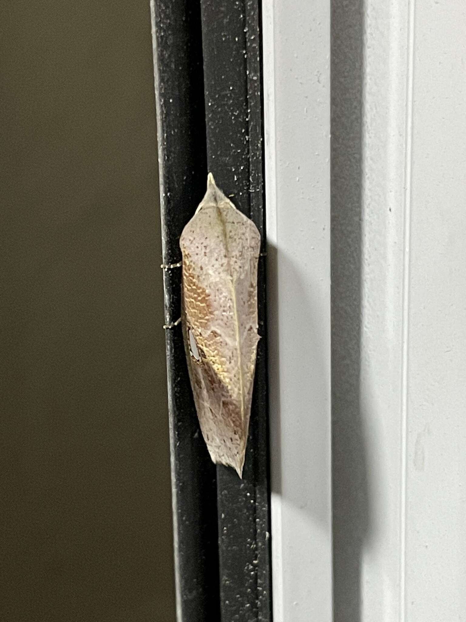 Image of Pterogonia cardinalis Holloway 1976