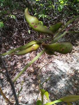 Image de Phylloxylon perrieri Drake