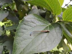 Image de Mesamphiagrion laterale (Selys 1876)