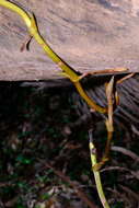 Image of Pseudovanilla foliata (F. Muell.) Garay