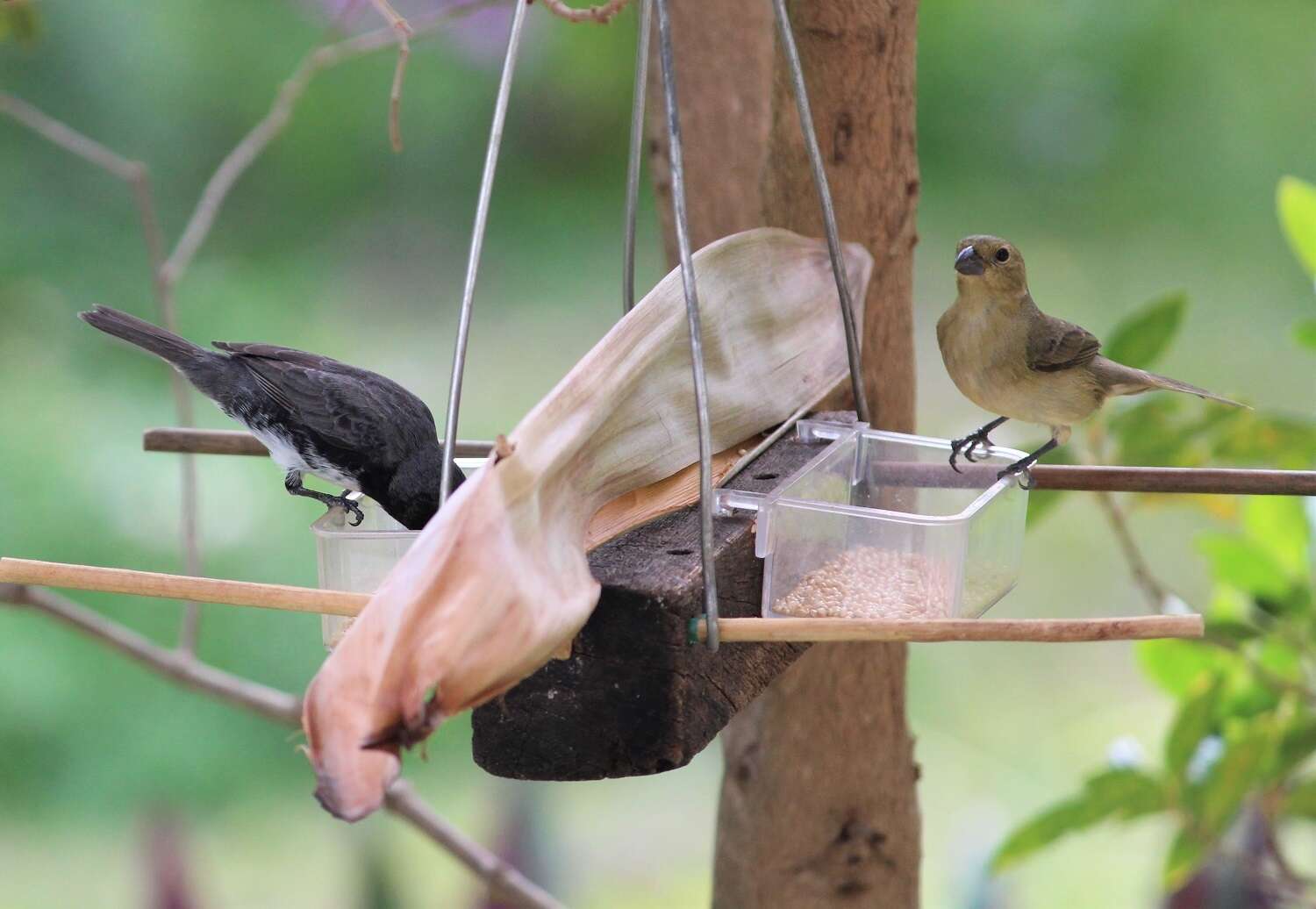 Image of Dubois's Seedeater