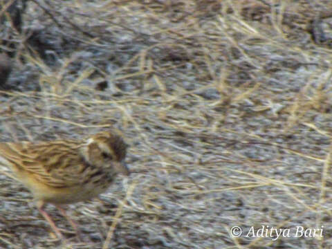 Image of Indian Bush Lark