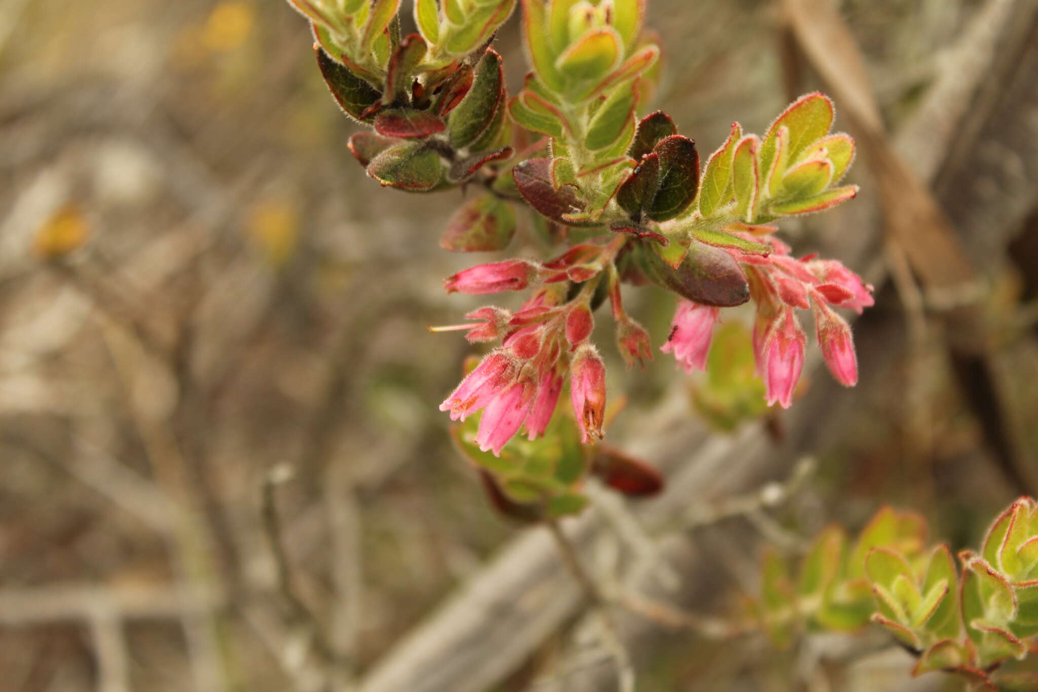 Imagem de Gaylussacia buxifolia Kunth