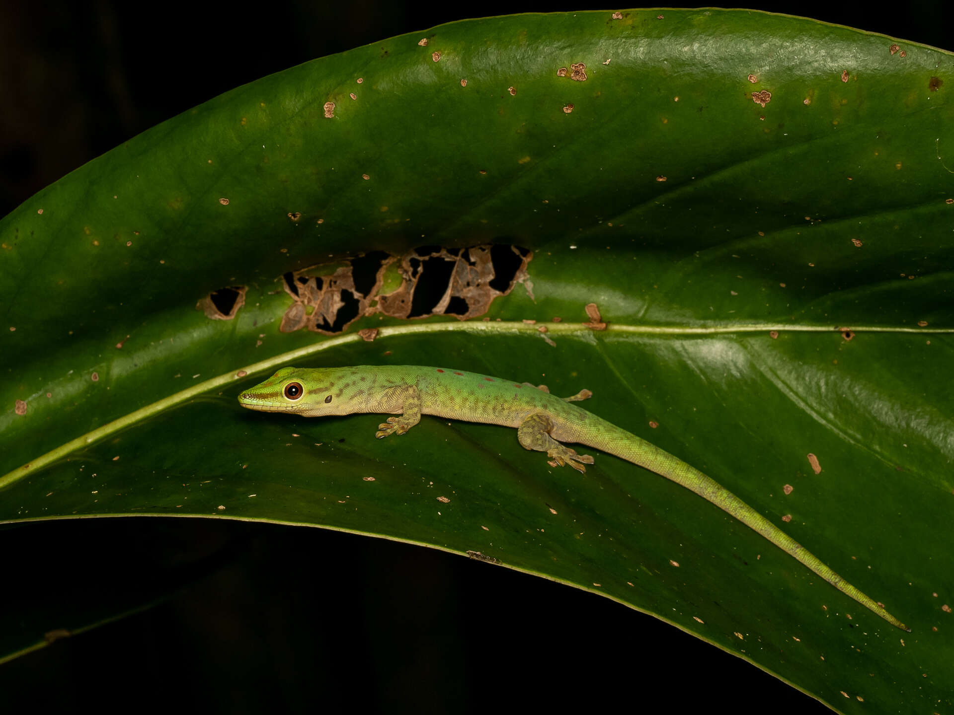 Phelsuma guttata Kaudern 1922 resmi