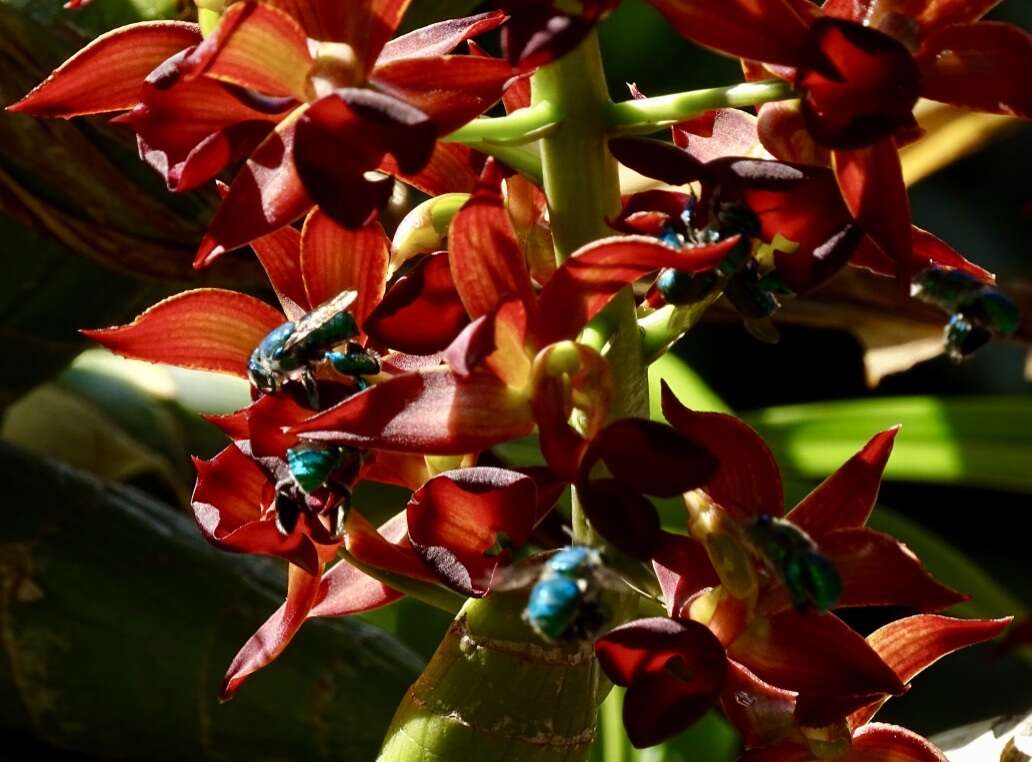 Image of Euglossa viridissima Friese 1899