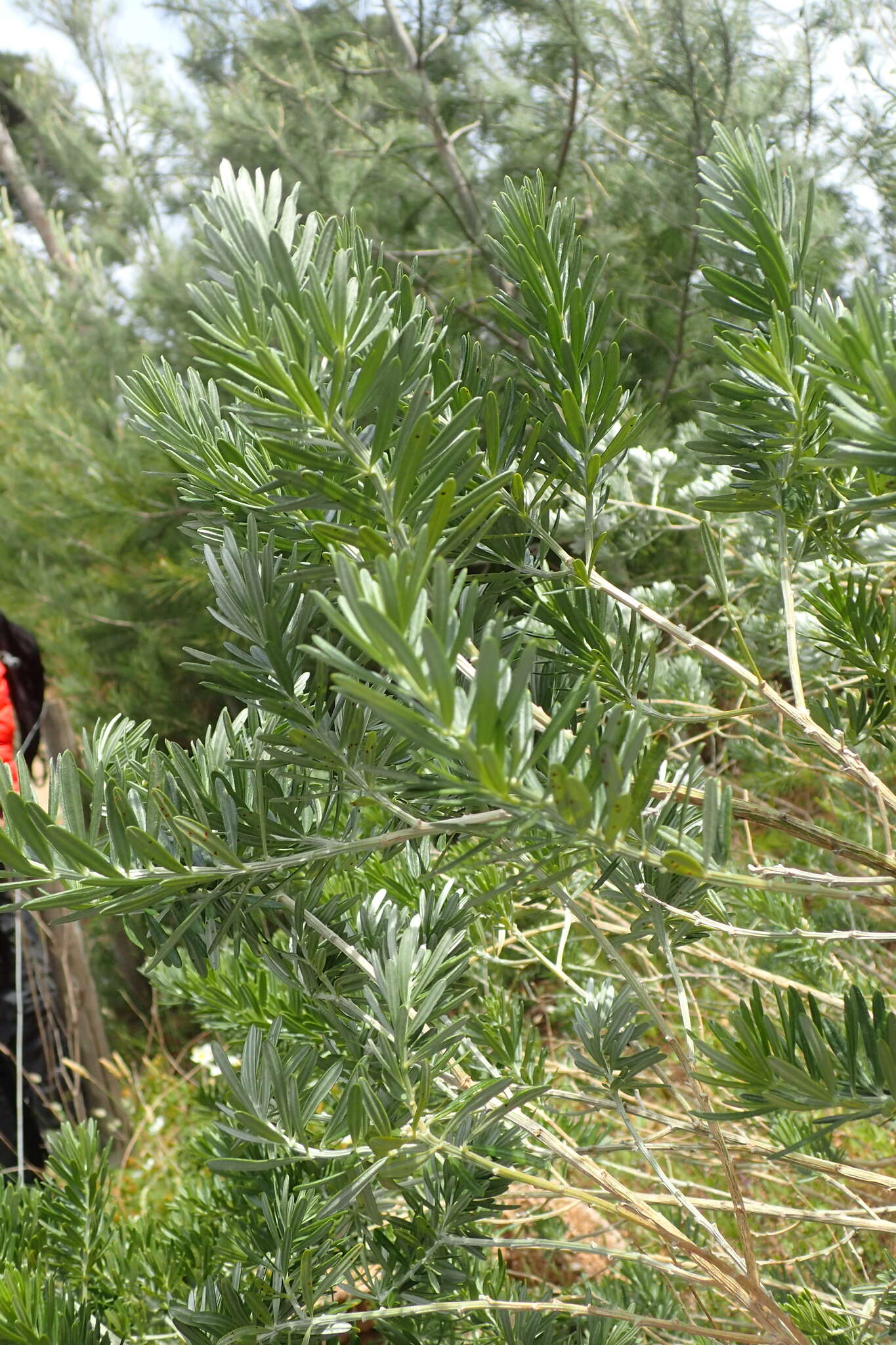 صورة Genista linifolia L.