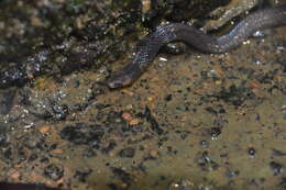 Image of Cantor's Dwarf Reed Snake