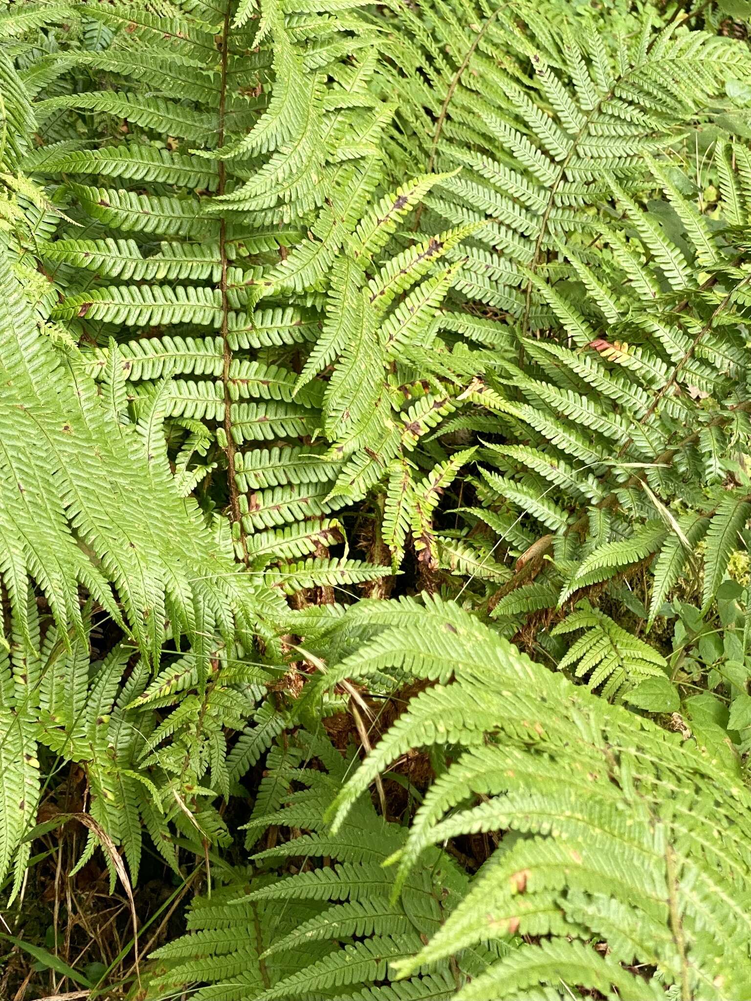 Image de Dryopteris affinis subsp. affinis