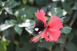 Image of Papilio nephelus Boisduval 1836