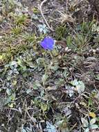 Image of Cyananthus lobatus Wall. ex Benth.