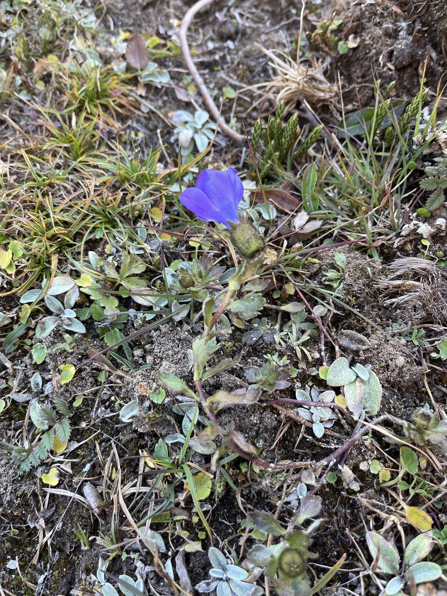 Image of Cyananthus lobatus Wall. ex Benth.