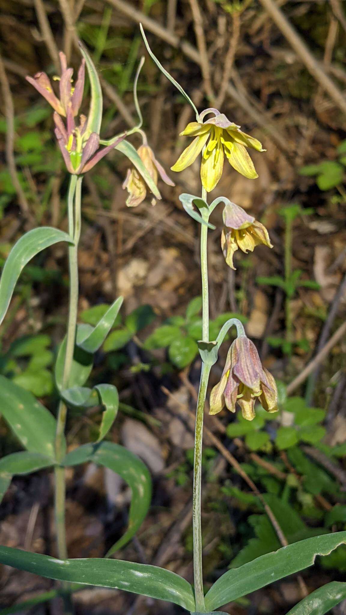 Image of Butte County fritillary