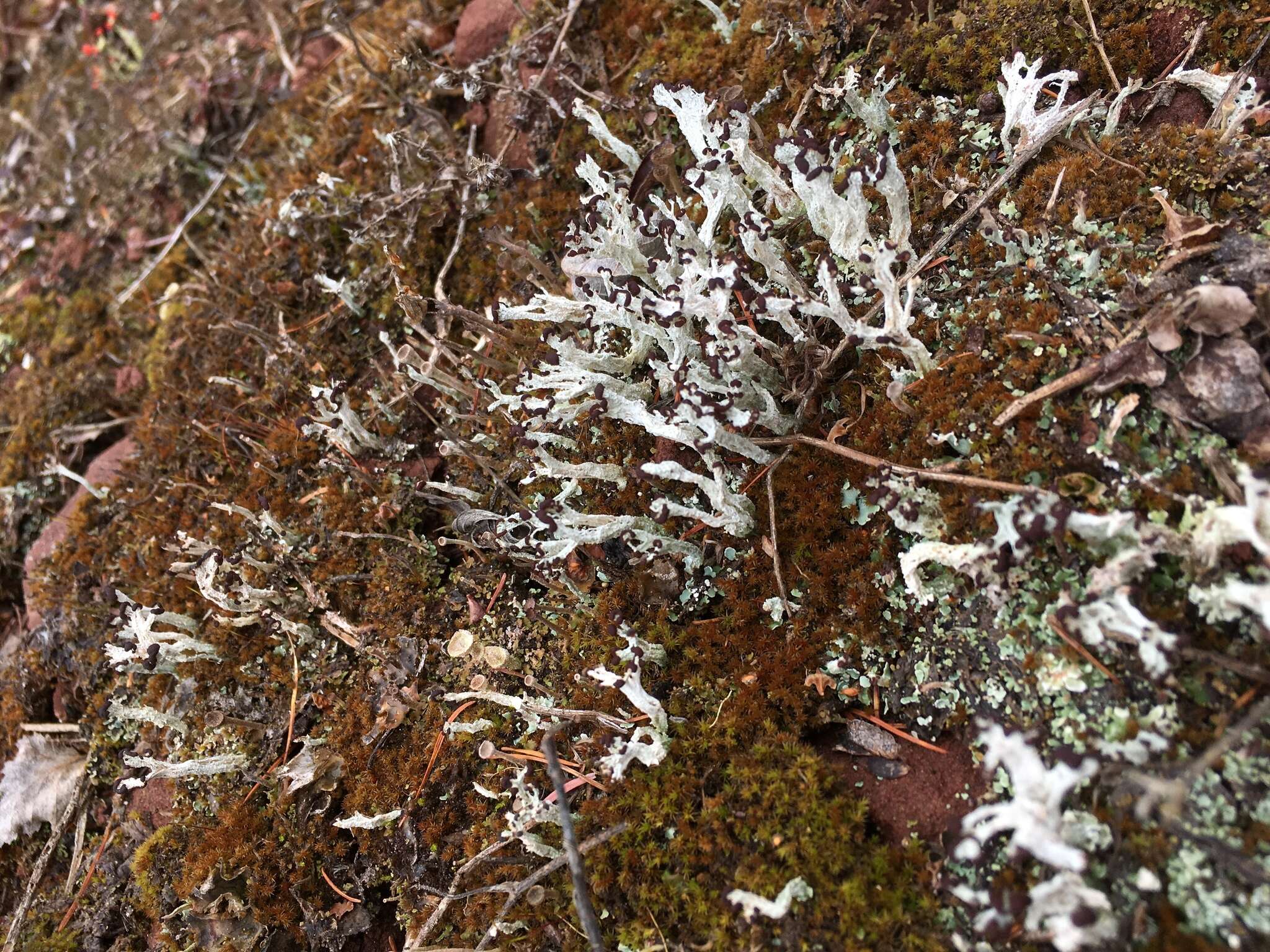 Image of cup lichen